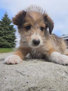Sheltiepoo puppies
