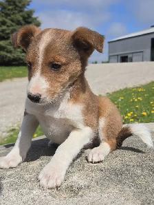 Sheltiepoo puppies - Photo 2