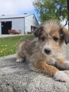 Sheltiepoo puppies - Photo 3