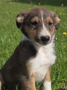 Sheltiepoo puppies - Photo 4