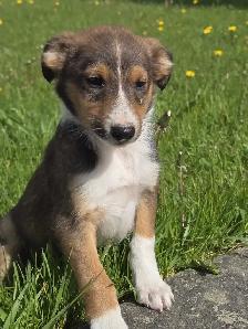 Sheltiepoo puppies - Photo 5