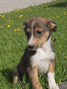 Sheltiepoo puppies - Photo 6