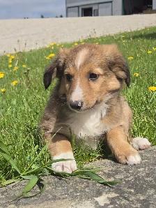 Sheltiepoo puppies - Photo 7