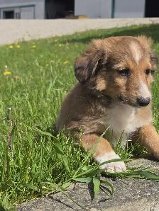 Sheltiepoo puppies - Photo 8