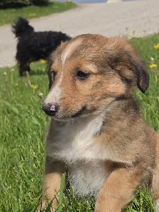 Sheltiepoo puppies - Photo 9