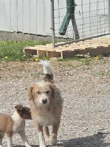 Sheltiepoo puppies - Photo 10