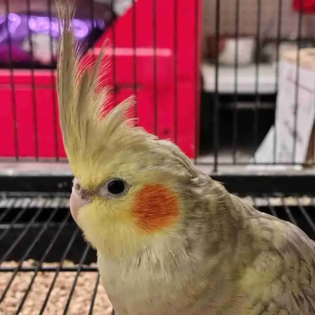 baby cockatiel