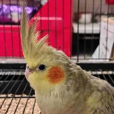 baby cockatiel
