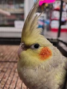 baby cockatiel - Photo 2