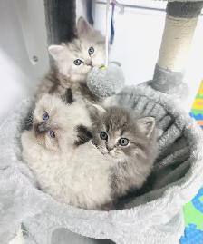 Chatons Himalayen-Perse - Photo 2