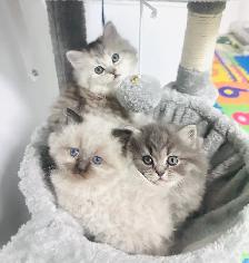 Chatons Himalayen-Perse - Photo 3