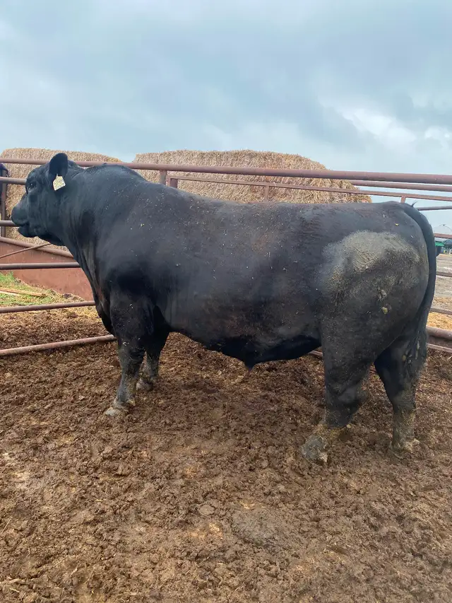 Black angus bull