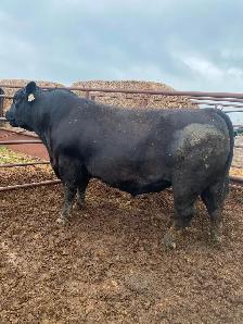 Black angus bull