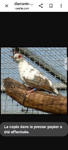 Recherche Colombe Diamant Panachée