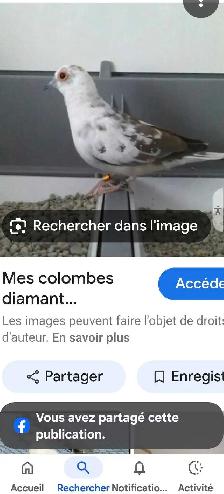 Recherche Colombe Diamant Panachée - Photo 2