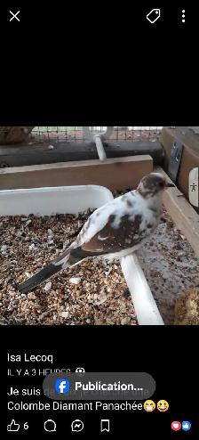 Recherche Colombe Diamant Panachée - Photo 3
