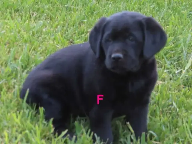Black lab puppies.