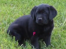 Black lab puppies.