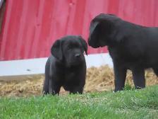 Black lab puppies. - Photo 2