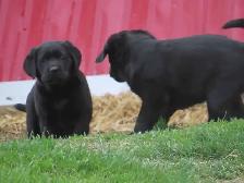 Black lab puppies. - Photo 3