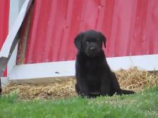 Black lab puppies. - Photo 4
