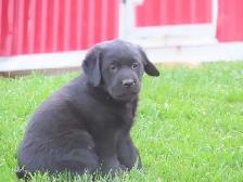 Black lab puppies. - Photo 5