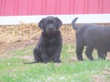 Black lab puppies. - Photo 6