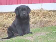 Black lab puppies. - Photo 7