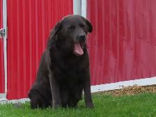 Black lab puppies. - Photo 8