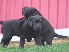Black lab puppies. - Photo 9