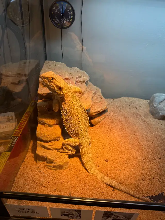 Bearded dragon and bird for sale