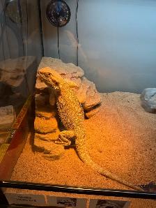 Bearded dragon and bird for sale