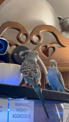 Bearded dragon and bird for sale - Photo 2