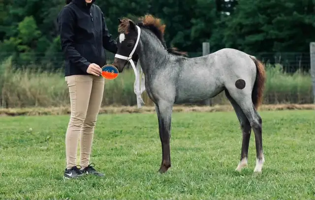 Welsh pony of cob type
