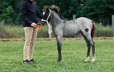 Welsh pony of cob type