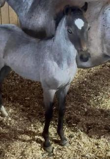 Welsh pony of cob type - Photo 2