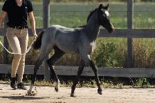 Welsh pony of cob type - Photo 3