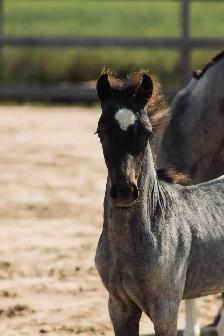 Welsh pony of cob type - Photo 4