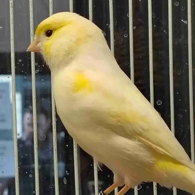 male canaries