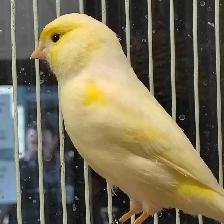 male canaries