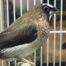 society Finch pair