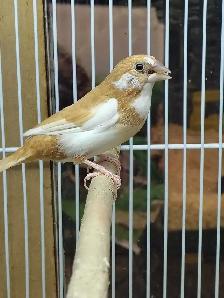 society Finch pair - Photo 2