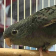 Lineolated parakeet