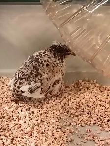 button quails - Photo 3
