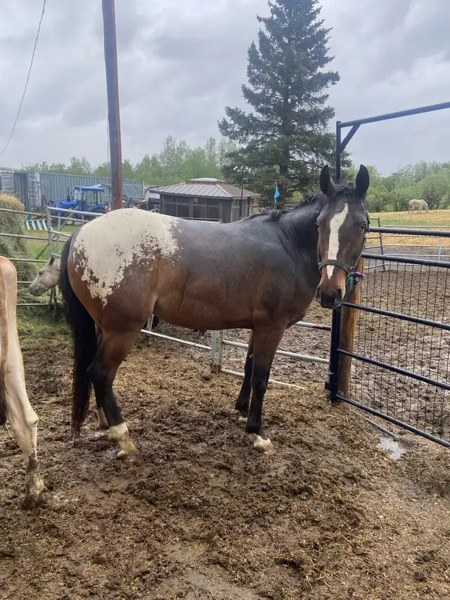 Grade Appaloosa Mare