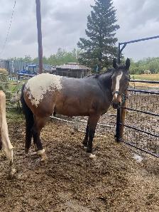 Grade Appaloosa Mare