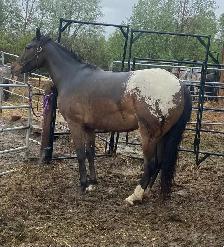 Grade Appaloosa Mare - Photo 2