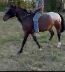 Grade Appaloosa Mare - Photo 3