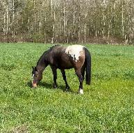 Grade Appaloosa Mare - Photo 4