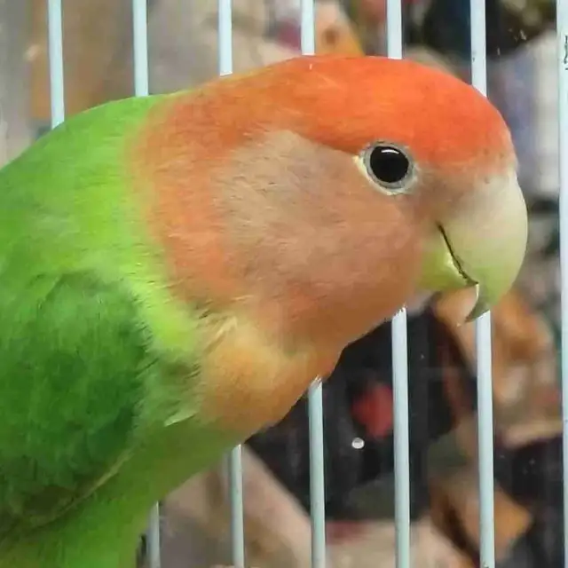 Opline red headed lovebird